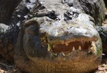 What Does Crocodile Teeth Mean